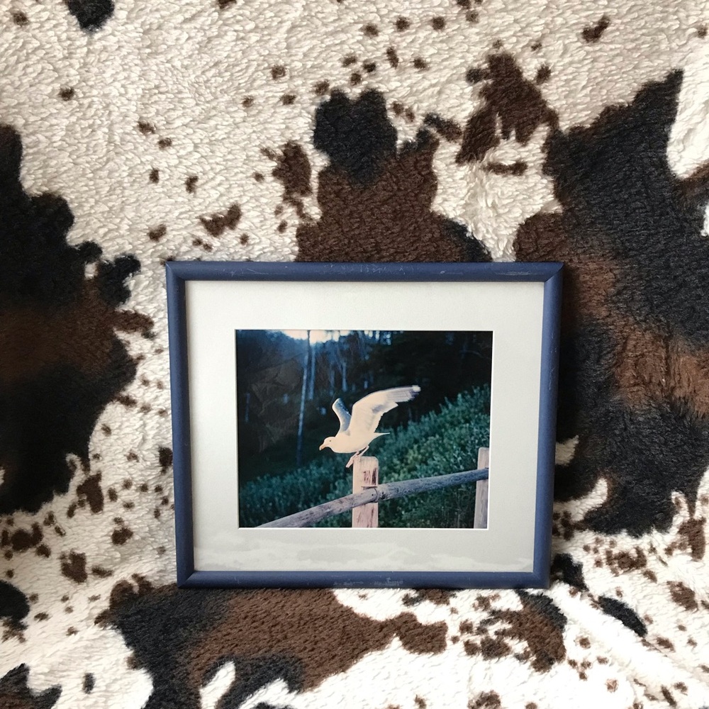 🔥 Seagull Framed Photograph in Blue Frame - Coastal Home Accent 🔥